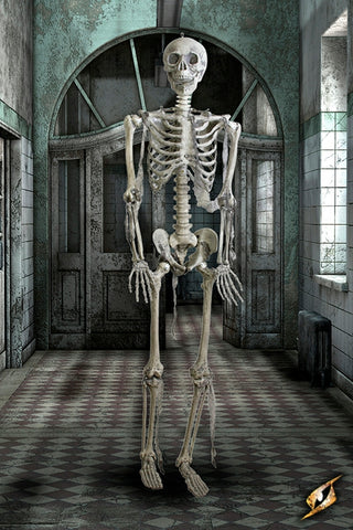 Skeleton Full Size